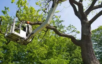 Hobart tree removal