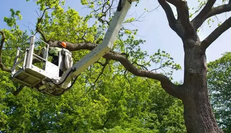 Hobart tree removal