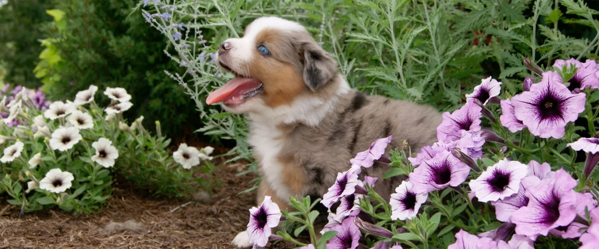 Your Guide To Finding Australian Shepherds For Sale Tips, Costs & More