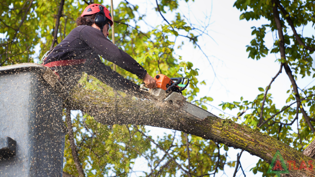 Essential Guide To Safe And Responsible Tree Removal | Expert Tips & Advice