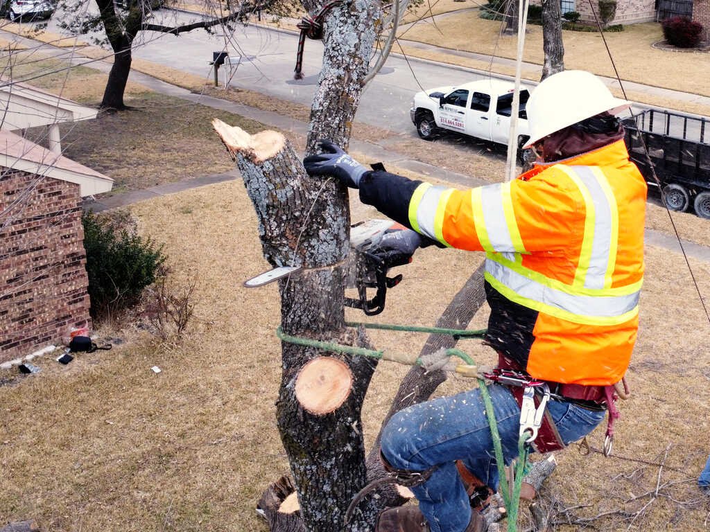 Essential Guide to Sunshine Coast Tree Services for Homeowners