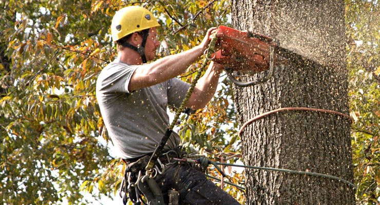 Comprehensive Guide to Tree Removal Services in Hobart